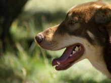 LÍNEA PET FOODS, LA MEJOR COMIDA PARA TUS ANIMALES