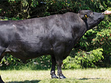 LÍNEA GENÉTICA WAGYU